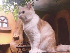 -猫猫幼稚园·撸猫·桌游·电玩