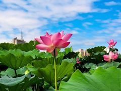 -莲花池公园