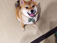 -逗柴咖啡屋·狗咖猫咖宠物桌游