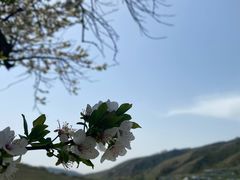 -中华福寿山
