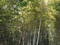 -杭州半山国家森林公园