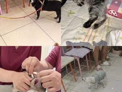 -纳吉亚猫专科动物医院博雅分院