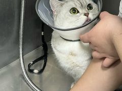 -创凡宠物医院·骨专科  猫科中心(西乡分院)