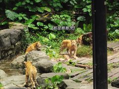 -广州长隆野生动物世界
