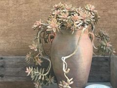 -悦哉·派对·草坪婚礼·围炉煮茶(三圣乡店)