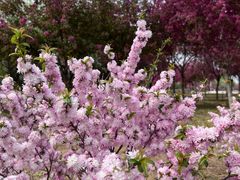 -石家庄市植物园