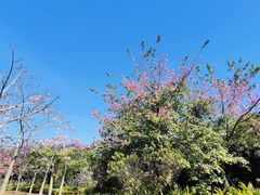 -风云岭森林公园