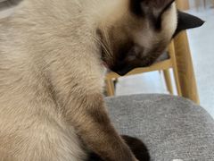 -喵园·猫主题咖啡厅·撸猫·猫咖(国贸店)