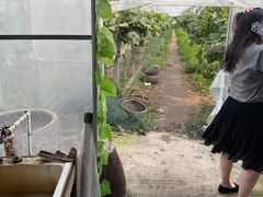 -马陆小张葡萄园农家乐