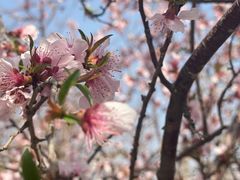 -桃花堤公园