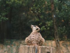 -红山森林动物园