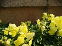 -东莞植物园