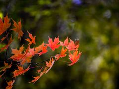 -牛八宝桂林米粉(八里庄店)