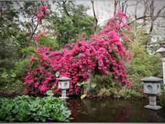 -深圳国际园林花卉博览园