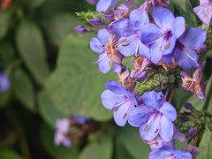 -广西壮族自治区药用植物园