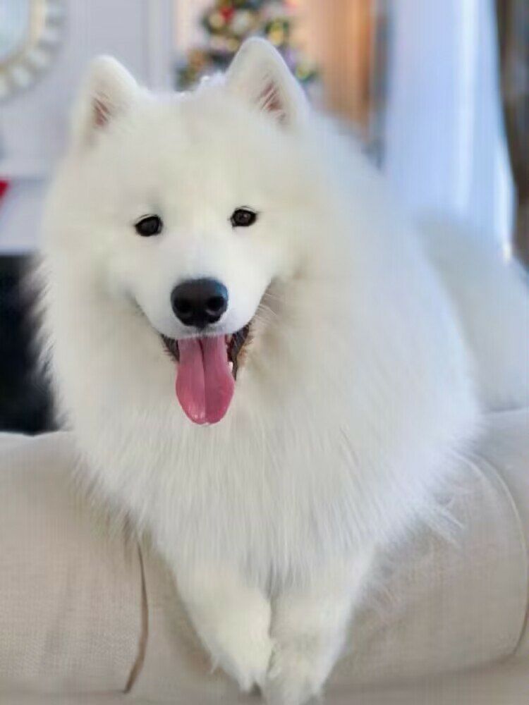 #狗界颜值天花板 #0元玩转这座城 #记录宠物的日常生活