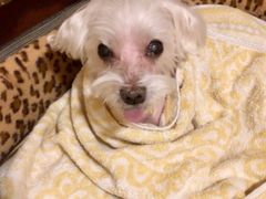 -欧奕国际动物医院