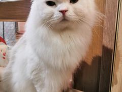 -MOCHA明星猫咖(田子坊店)