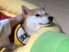 -逗柴咖啡屋·狗咖猫咖宠物桌游