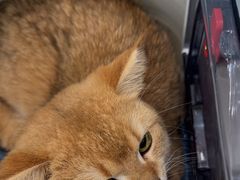 -纳吉亚猫专科动物诊疗中心(蒋宅口分院)