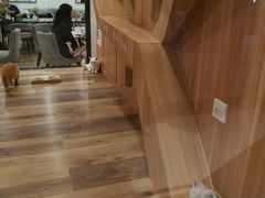 -袖虎·猫馆(体育西路店)