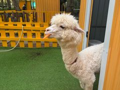 -三亚海棠湾喜来登度假酒店
