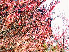 -杭州半山国家森林公园