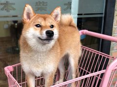 -柴犬高等学院·狗咖·柴犬售卖·宠物训练
