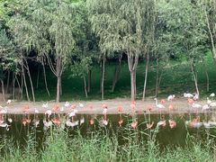 -北京野生动物园