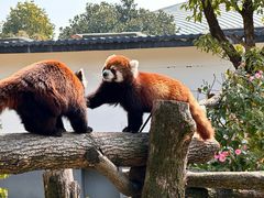 -杭州野生动物世界