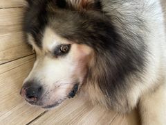 -李小姐の猫咖啡馆(五角场店)