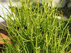 -北京植物园-展览温室