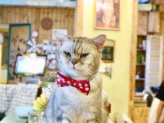 -猫色咖啡·猫咖