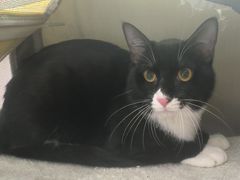 -萌兽医馆·宠物医院·猫骨科(创景店)