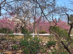-石老人观光园