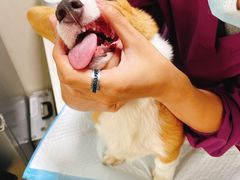 -A猫a狗全科·犬猫异宠·芥西宠物医院(南开总院)
