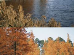 -白鹭湾湿地公园