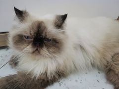 -喵园·猫主题咖啡厅·撸猫·猫咖(国贸店)