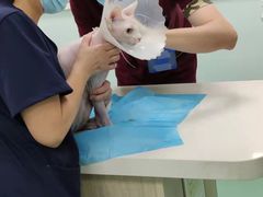 -北京观赏动物医院·24小时大型综合·猫专科·异宠专科