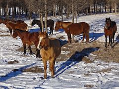 -塞罕坝国家级自然保护区