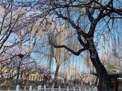 -桃花堤公园
