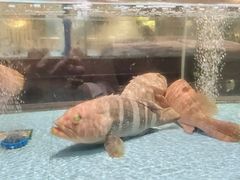 -阿伟海鲜楼·福建菜(延寿店)
