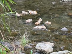 -石台牯牛降景区