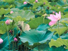 -荷塘月色湿地公园·向阳花洲