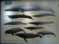 -上海海洋大学鱼文化博物馆(军工路校区)