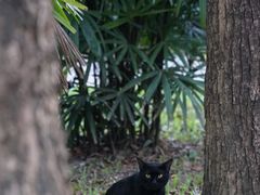 -中国科学院华南植物园
