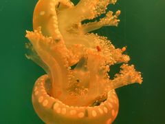 -福州罗源湾海洋世界旅游区