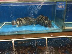 -御唐府海珊瑚主题餐厅