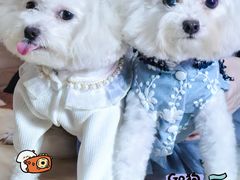 -天宠宠物医院24小时·急重症诊疗中心·全科·腔镜特色(和平分院)