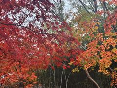 -秋霞圃